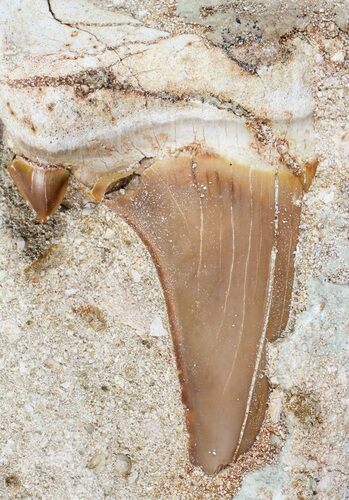 Otodus Shark Tooth Fossil In Rock - Eocene #56425
